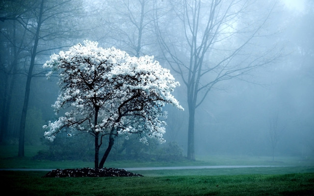 árbol blanco aventura amazonia.jpg